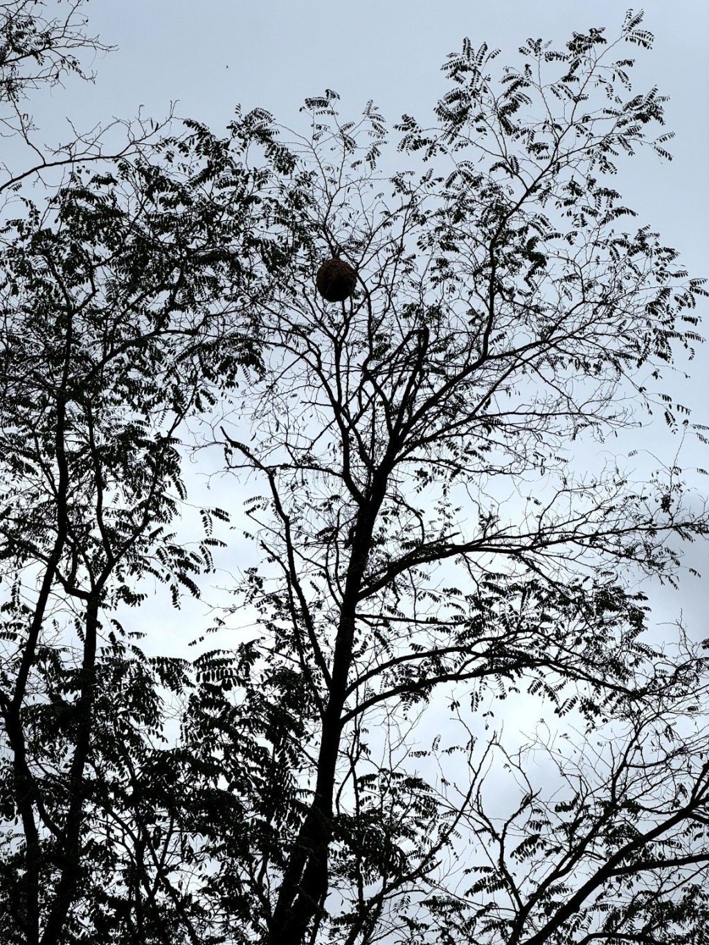 Nid de frelons asiatiques dans votre jardin ? Signalez-le&nbsp;!